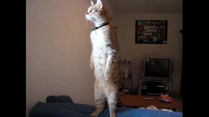 Standing Cat - Mon chat se tient debout tout seul