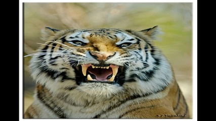 Радо Шишарката - столично борче (поздрав за всички тигри) 