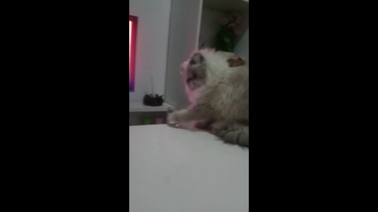 ( Смях ) Котка прави на инат! Събори всичко от масата! (видео)