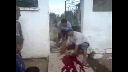 Adak Toreni