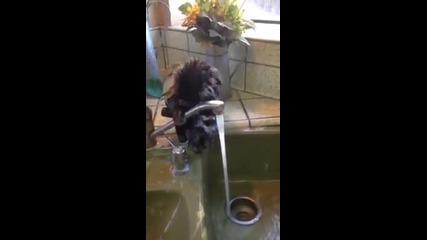 Малка маймунка се насапунисва и къпе на чешмата