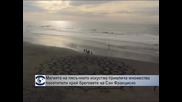 Пясъчно изкуство по плажовете на Сан Франциско
