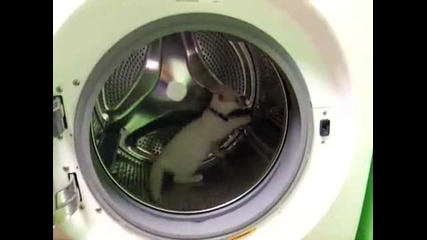 Коте в пералня машина