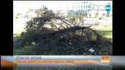 Какви са пораженията от вятъра в София