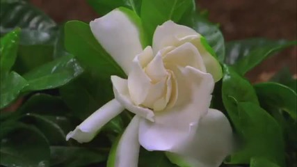 Blossoming Beauty