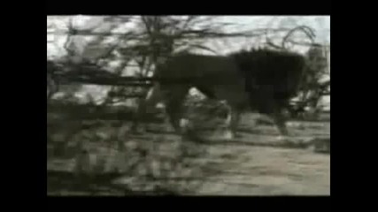 Цар Лъв С Истински Животни Част 2 (бг субтитри)