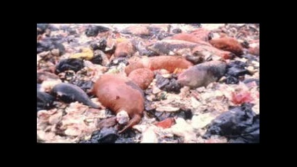 Шок - Избиването на бебе тюленчета продължава 2009