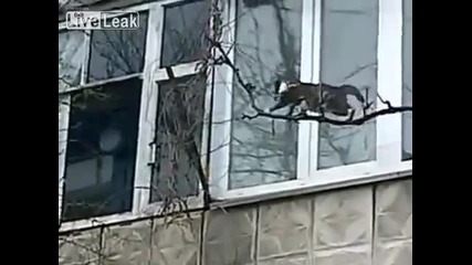 Котка занася малкото си у дома по много труден начин !!!