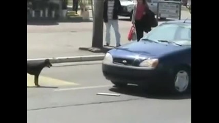 Куче срещу кола!!!