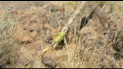 Man vs. Wild - Texas - Rattlesnake Encounter