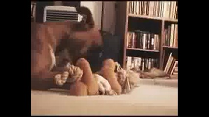 Funny Time Lapse Of Dog Destroying Toy