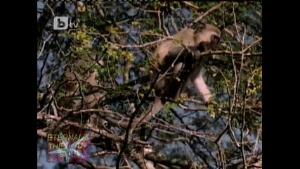 По следите на леопардите - 03, 05 септември 2010, btv, National Geographic 
