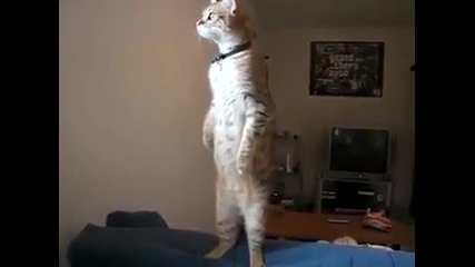 котка стои като статуя :) 