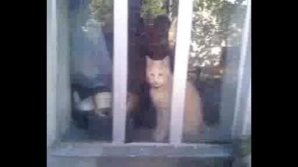 Kотка идиот 2