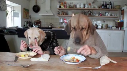 Кучета се хранят като хора :d