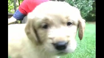 Golden Retriever Puppies! 