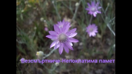Езикът на цветята