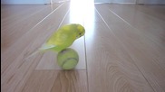 Папагал балансира върху топка