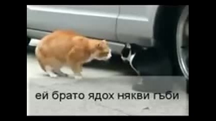 Котки се карат ( смях )