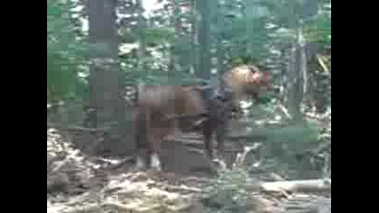 Мн Яки Коне