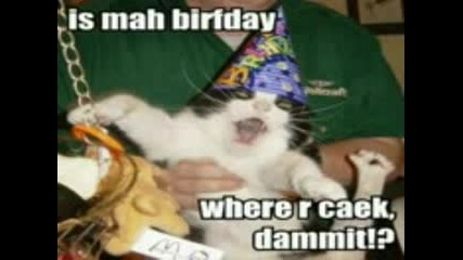 Very Funny Cats Part 12