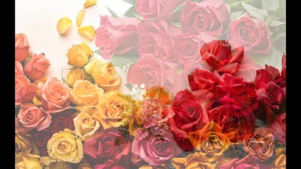Darren Hayes - Roses