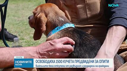 Спасиха 1500 бийгъла, предназначени за научни експерименти