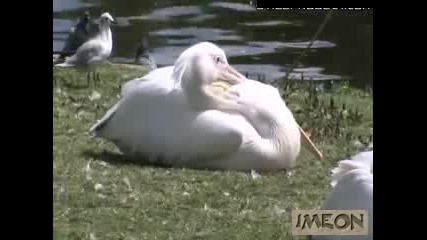 Пеликан изяжда гълъб 