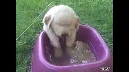 Кученце Заспива Опитвайки Се Да Пие Вода
