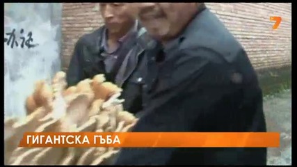 Гигантска гъба, тежаща повече от 25 кг. откриха в Китай