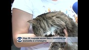 Изложба на котки в Музея на Земята и хората в София