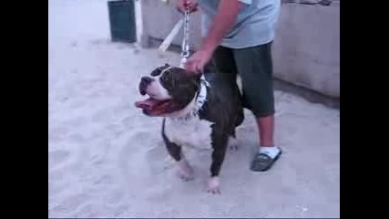 Westcoast Gottiline Pit Bull Ace - Line 