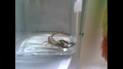 skorpion ubiva muha.lub. klip