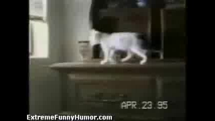 Funny cats