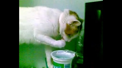 Котарак хапва кисело мляко