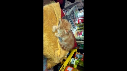 Две малки котета (чичи - Ричи и Мишел )