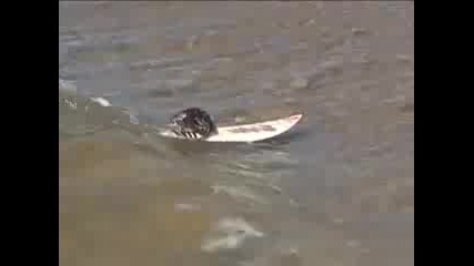 Surfing Rat