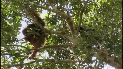 Опасно спасяване на Орангутан