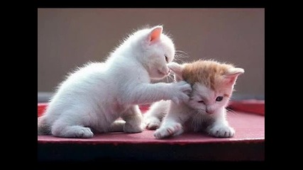 Малки сладки Котенца!!!