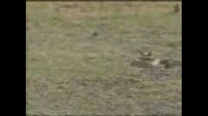 Snake vs rabbit