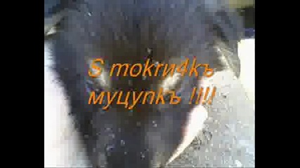 Две много сладки кученца !!!