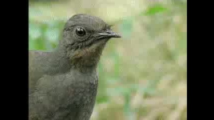 Amazing Bird sounds from the lyre bird - David Attenborough - Bbc wildlife