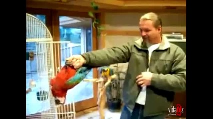 Човека застреля папагала !