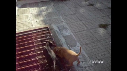 Bebeta pitbulli