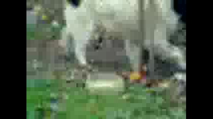 ku4eto.ot.calapica