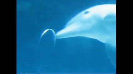 Делфини играят с водни кръгове