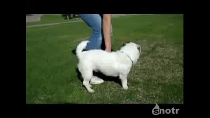 Най - умното кученце - Майстор на триковете 