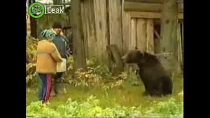 С мечките шега не бива