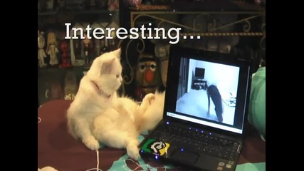 Котка гледа Tv 
