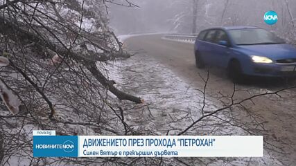 Силен вятър е съборил дървета на прохода "Петрохан"